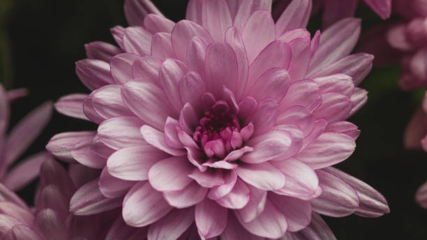 A softly-colored pink chrysanthemum blossom with delicate petals