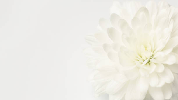 istock A delicate white chrysanthemum flower with soft petals and blurry background 2194958369