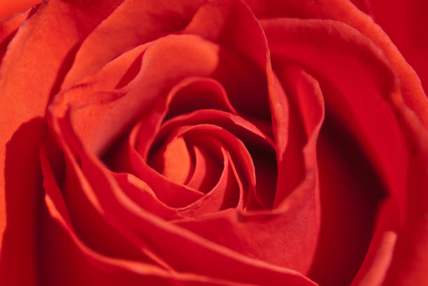 istock Close-up of a red rose, delicate petals unfolding, soft focus 2194958408