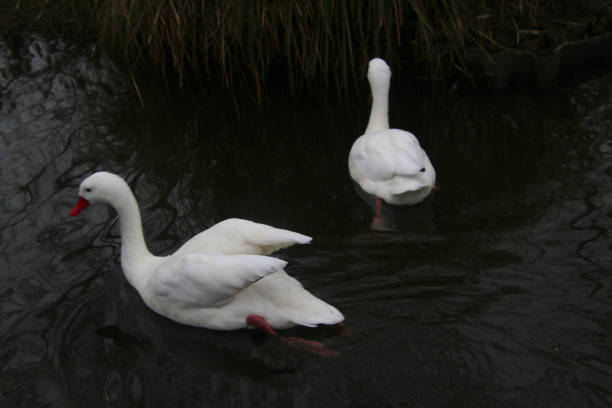 istock A view of a Coscoroba Swan 2194958433