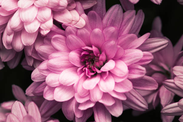 istock Soft, delicate pink chrysanthemums, close-up view of petals 2194958449