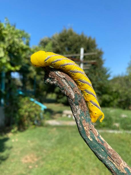 istock Death's Head Hawkmoth - Acherontia atropos 2194958662