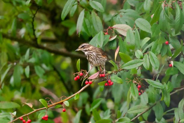 istock Redwing bird sat on a pyracantha coccinea, scarlet firethorn, tree 2194958802