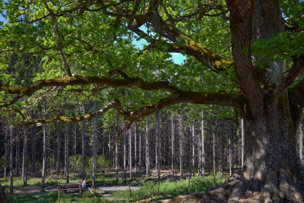 istock A huge oak tree in the summer in a forest. 2194958806