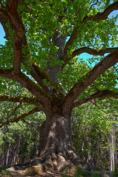 istock A huge oak tree in the summer in a forest. 2194958809