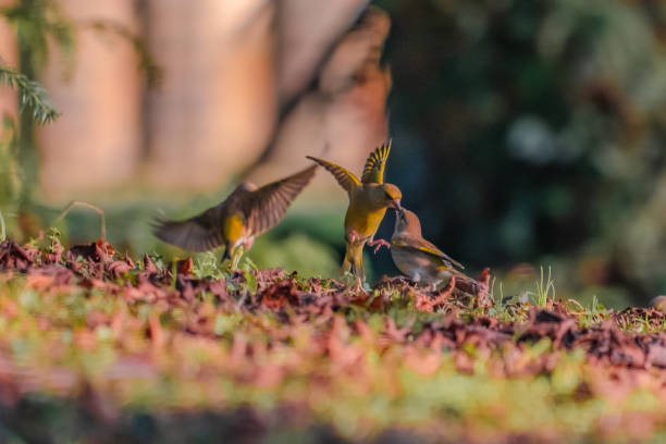 Green finches feeding on a sunflower