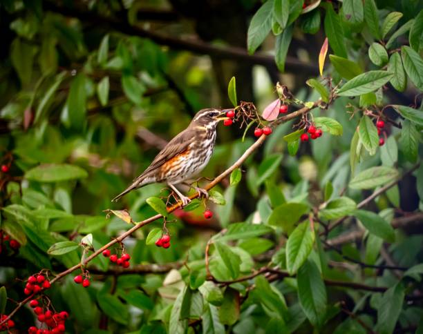 istock Redwing thrush eating red berry from a pyracantha tree 2194958818