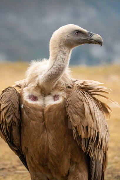 istock Griffon vulture (Gyps fulvus) photographed in Spain 2194958905