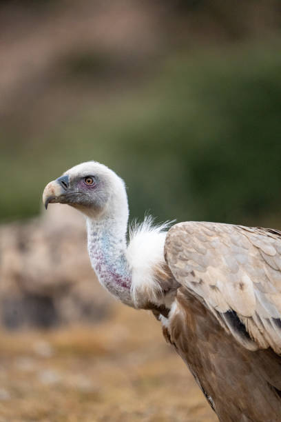 istock Griffon vulture (Gyps fulvus) photographed in Spain 2194958907
