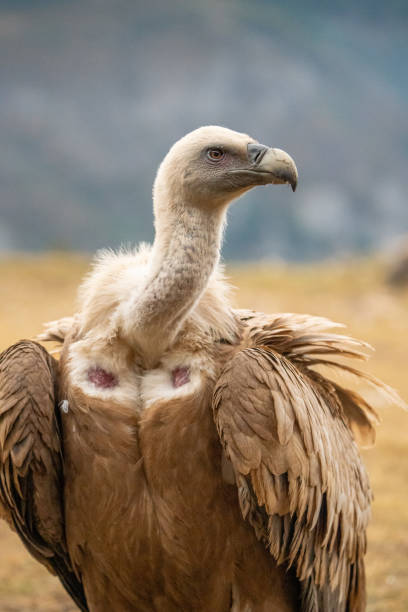 istock Griffon vulture (Gyps fulvus) photographed in Spain 2194958915
