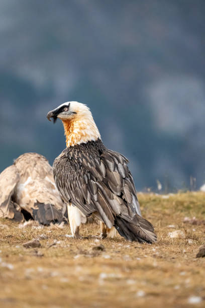 istock Bearded vulture (Gypaetus barbatus) photographed in Spain 2194958993