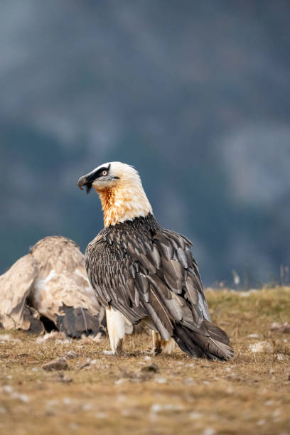 istock Bearded vulture (Gypaetus barbatus) photographed in Spain 2194959011