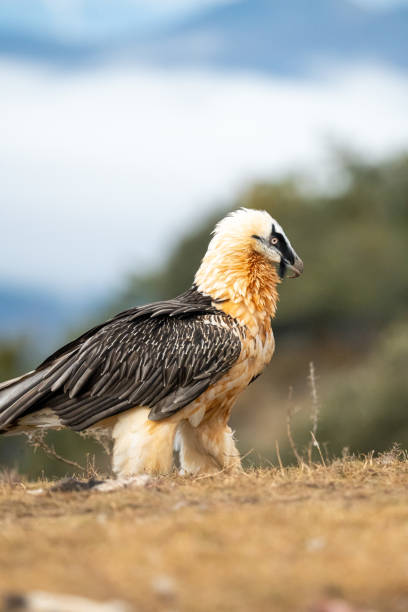 istock Bearded vulture (Gypaetus barbatus) photographed in Spain 2194959030