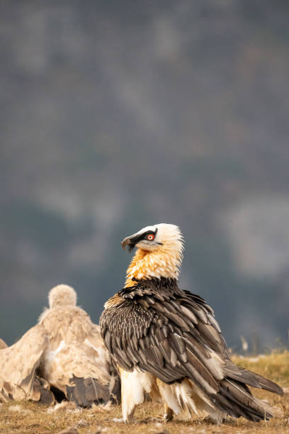 istock Bearded vulture (Gypaetus barbatus) photographed in Spain 2194959048