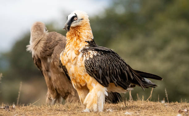 istock Bearded vulture (Gypaetus barbatus) photographed in Spain 2194959101