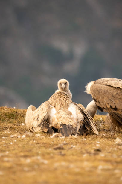 istock Griffon vulture (Gyps fulvus) photographed in Spain 2194959112