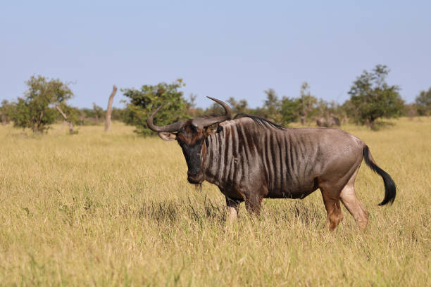 istock Streifengnu / Blue wildebeest / Connochaetes taurinus 2194959791