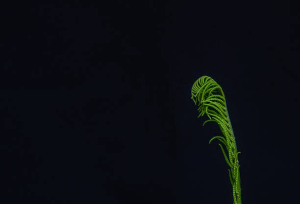 This macro image captures the intricate and rhythmic pattern of a fern frond's small, bright green leaflets arranged symmetrically along a central stem. The shallow depth of field keeps the middle section of the leaf in sharp focus, while the foreground and background blur into soft, abstract washes of green. The lighting highlights the fresh, vibrant color and the delicate geometric structure of the plant.