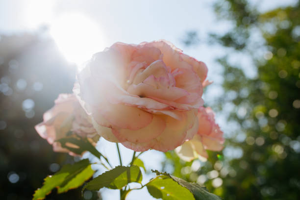 low angle view of blooming pink rose in the garden on a sunny day