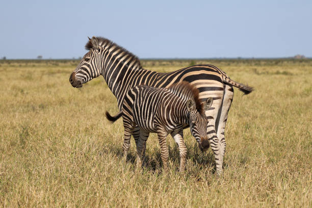 istock Steppenzebra / Burchell's zebra / Equus quagga burchellii 2194960955