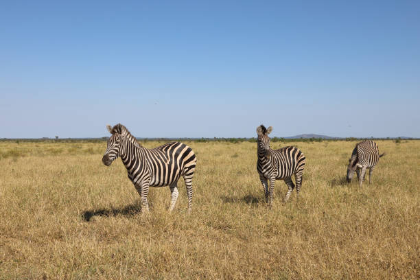 istock Steppenzebra / Burchell's zebra / Equus quagga burchellii 2194961625