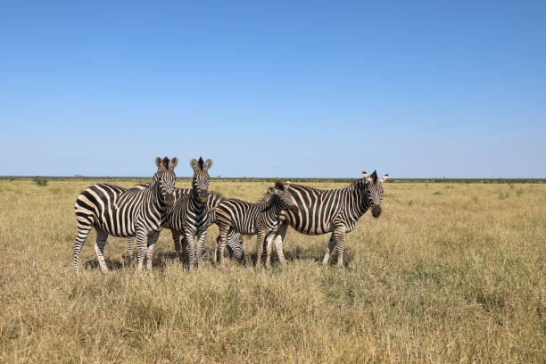 istock Steppenzebra / Burchell's zebra / Equus quagga burchellii 2194961626