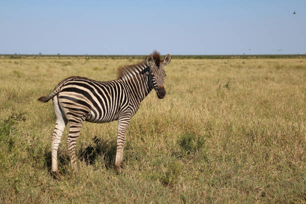 Steppenzebra / Burchell's zebra / Equus quagga burchellii