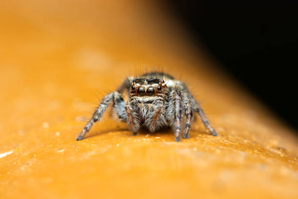 istock Insects and Spiders: The Hidden Heroes of Plant and Tree Sustainability 2194962002