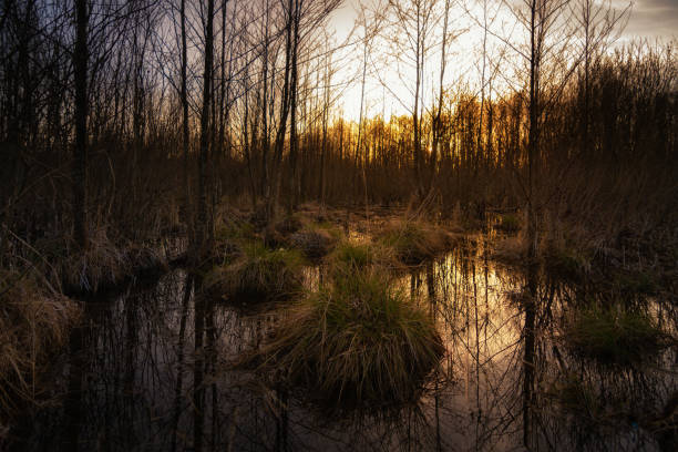 impassable forest swamp with grassy hummocks above calm water and bare trees on a march evening with orange sunset light. serene wild nature landscape. seasonal spring flood in spring woodland