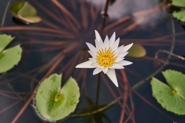istock White water lilies on water of pond 2194962794