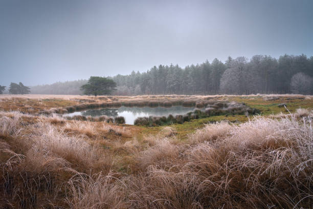 Frosty Morning at the Pond in Terletse Heide,Veluwe, Netherlands