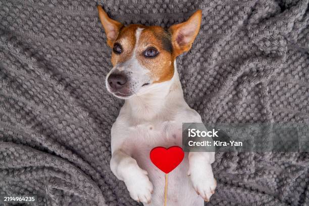 Jack Russell Hooded Blanket - Hearts Jack Russell Hooded Blanket - Hearts