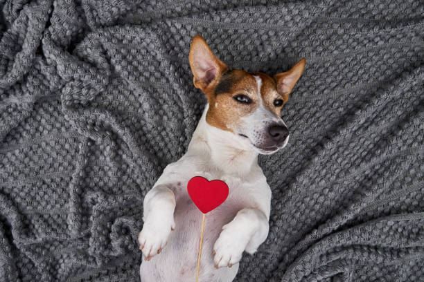 istock Jack Russell Terrier with Red Heart Prop on Cozy Gray Blanket 2194964239
