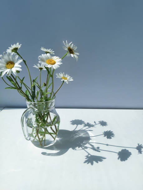 istock Glass Pitcher of Daisies Casting Shadows Against a Minimal Blue Background 2194964249