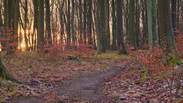 Scenic Forest on Cold Autumn Afternoon with Hoarfrost on Ground