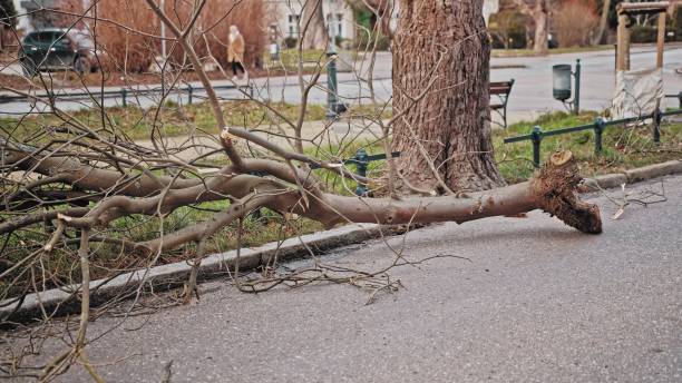 istock Thick Tree Branch Broken by Strong Wind Blocking City Street 2194964724