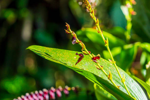 Orchids from the Amazon rainforest of Ecuador.