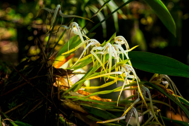 istock Orchids from the Amazon rainforest of Ecuador. 2194965516