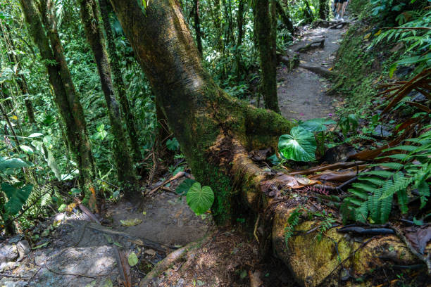 Green leaf in the middle of the jungle