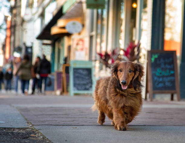 dachshund  walking down street in commercial area