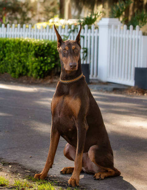 istock doberman sitting in front of white picket fence 2194967270