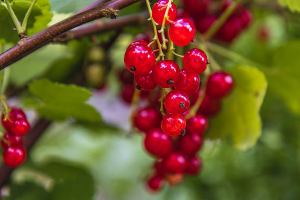 Bright red currants hang from their branches in a vibrant garden, surrounded by green leaves. Nearby, a variety of fruits like grapes and blueberries await picking.