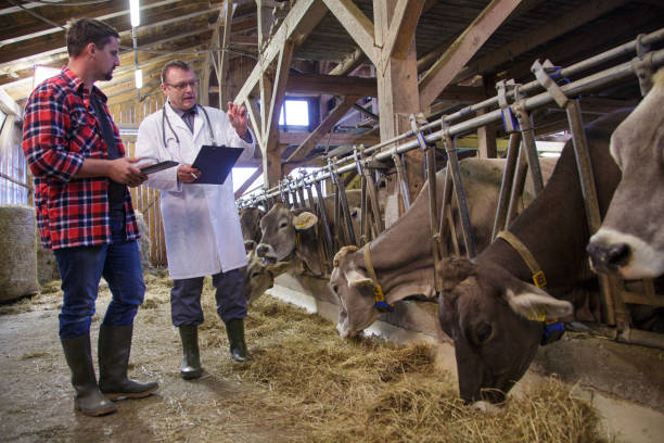 istock Veterinarian helping farmer with his livestock 2194967507