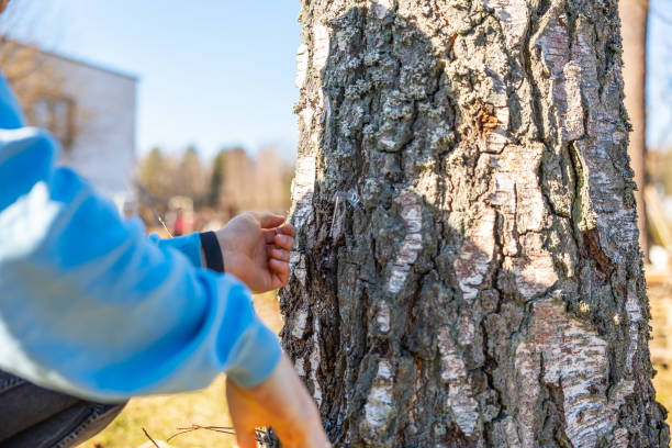istock Man in the forest preparing a birch tree for sap collection with a spile and drill on a sunny spring day. 2194967755
