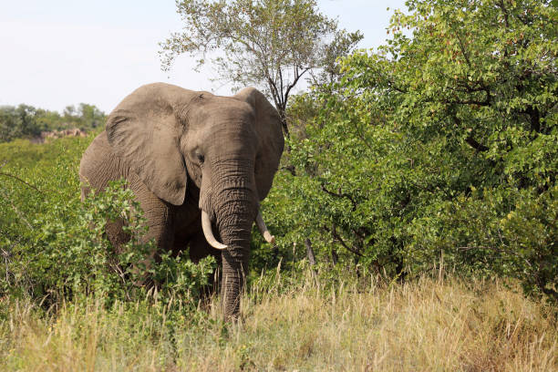istock Afrikanischer Elefant / African elephant / Loxodonta africana 2194968493