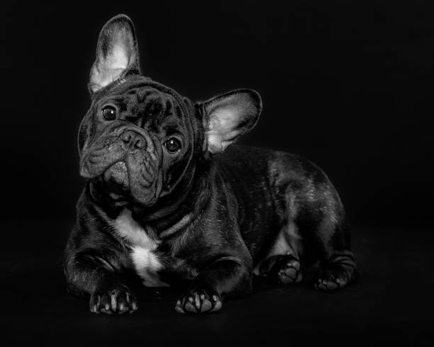 french bulldog laying on black studio background