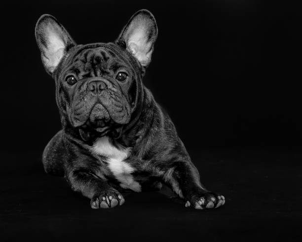 istock french bulldog sitting up on black background 2194968915