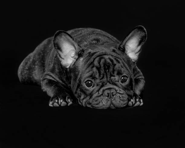 istock french bulldog laying on black studio background 2194968919