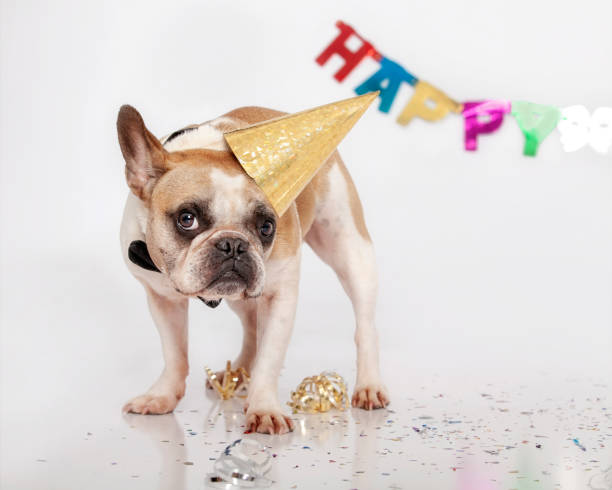istock French bulldog unhappy about wearing birthday hat 2194968939