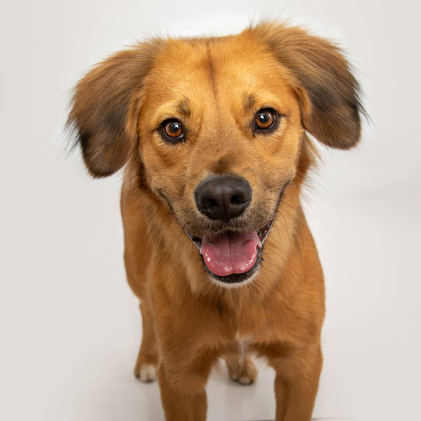 istock Golden mix dog smiling at camera 2194969170